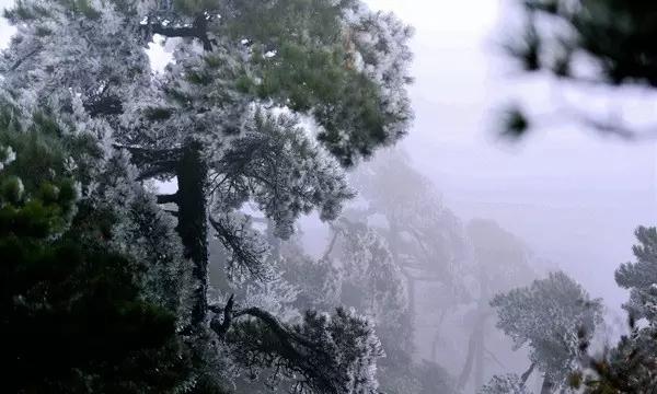 蓝狐视频